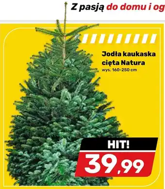 Jodła kaukaska hit