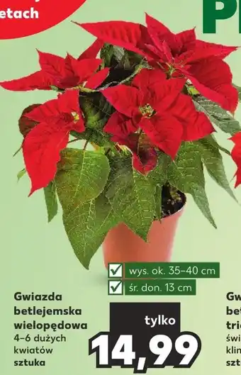 Kaufland Gwiazda betlejemska ok oferta