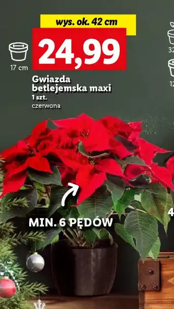 Lidl Gwiazda betlejemska maxi 1 szt. oferta