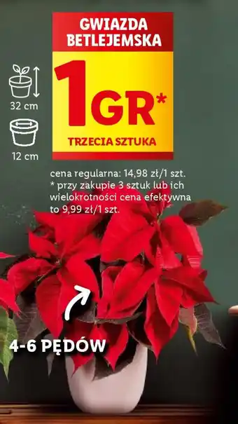 Lidl GWIAZDA BETLEJEMSKA oferta