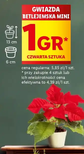 Lidl GWIAZDA BETLEJEMSKA MINI oferta