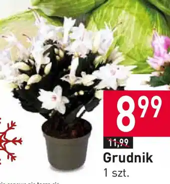 Stokrotka Grudnik 1 szt. oferta