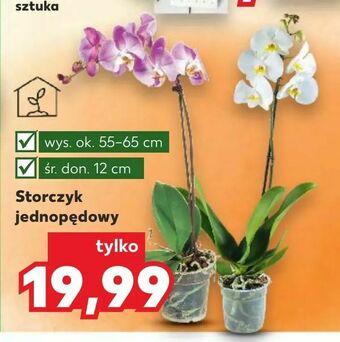 Kaufland Storczyk jednopędowy oferta