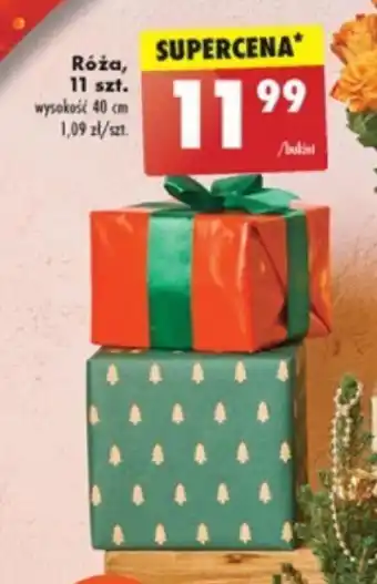 Biedronka Róża, 11 szt. wysokość 40 cm oferta