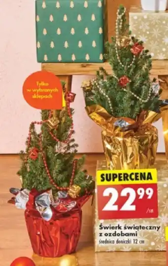 Biedronka Świerk świąteczny z ozdobami oferta