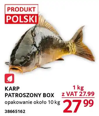 Selgros KARP PATROSZONY BOX opakowanie około 10 kg oferta