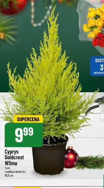 Polomarket Cyprys Goldcrest Wilma 1 szt. oferta