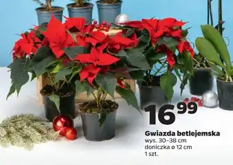 Netto Gwiazda betlejemska oferta
