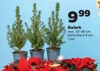 Netto Świerk oferta