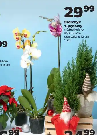 Netto Storczyk 1-pędowy oferta