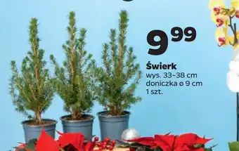 Netto Świerk oferta