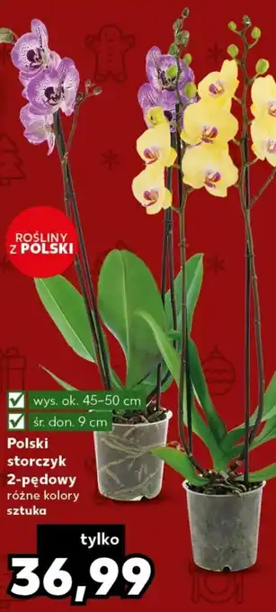 Kaufland Polski storczyk 2-pędowy oferta