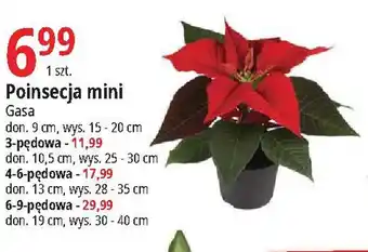 E.Leclerc Poinsecja mini oferta
