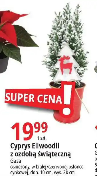 E.Leclerc Cyprys Ellwoodii z ozdobą świąteczną oferta
