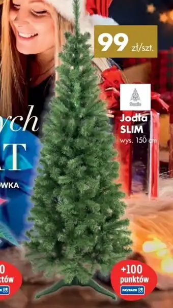 Jodła SLIM wys. 150 cm