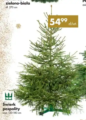 Świerk pospolity wys. 130-180 cm