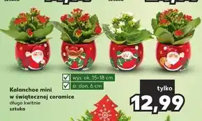 Kaufland Kalanchoe ok oferta