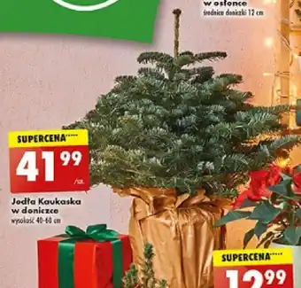 Biedronka Jodła Kaukaska w doniczce wysokość 40-60 cm oferta