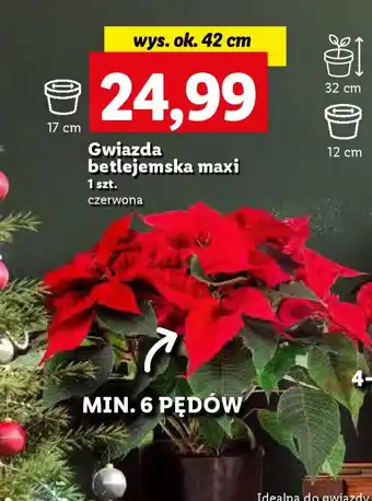 Lidl Gwiazda betlejemska maxi 1 szt. oferta