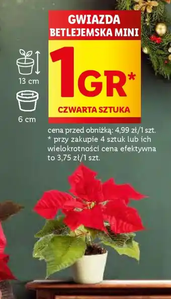 Lidl GWIAZDA BETLEJEMSKA MINI oferta