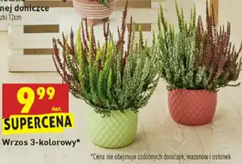 Biedronka Wrzos 3-kolorowy 1 SZT oferta