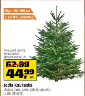 OBI Jodła kaukaska oferta