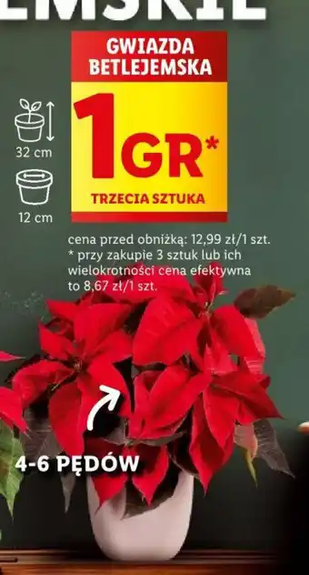 Lidl GWIAZDA BETLEJEMSKA oferta