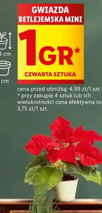 Lidl GWIAZDA BETLEJEMSKA MINI oferta
