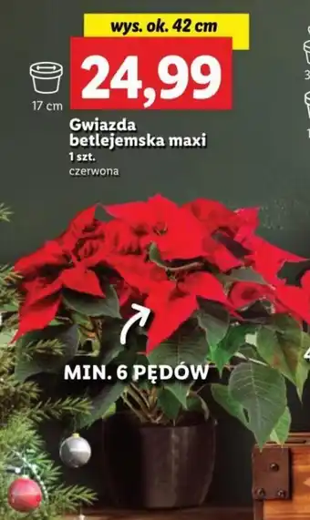 Lidl Gwiazda betlejemska maxi oferta
