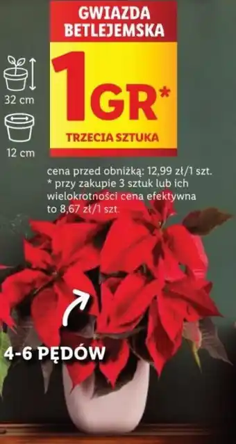Lidl GWIAZDA BETLEJEMSKA oferta