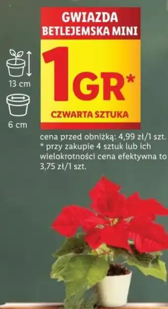 Lidl GWIAZDA BETLEJEMSKA MINI oferta