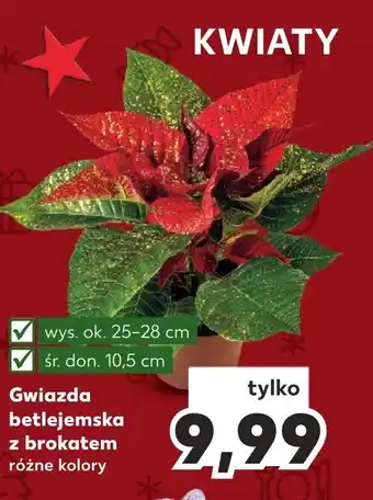Kaufland Gwiazda betlejemska z brokatem oferta