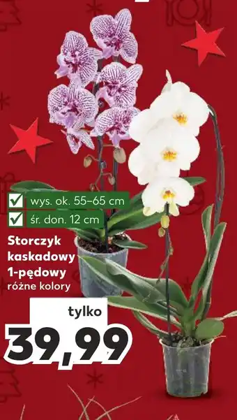 Kaufland Storczyk kaskadowy 1-pędowy oferta