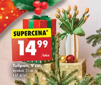 Biedronka Tulipan 9 szt. oferta
