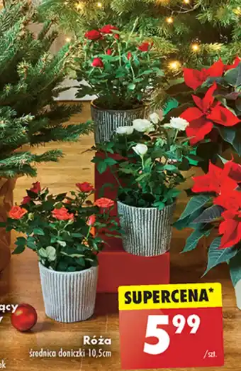 Biedronka Róża oferta