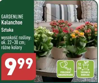 ALDI Kalanchoe Sztuka oferta