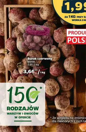 Netto Burak czerwony oferta