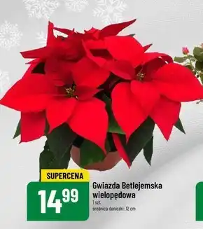 Polomarket Gwiazda betlejemska oferta