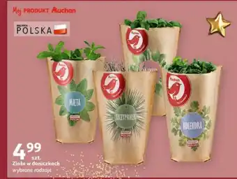 Auchan Zioła w doniczkach szt. oferta
