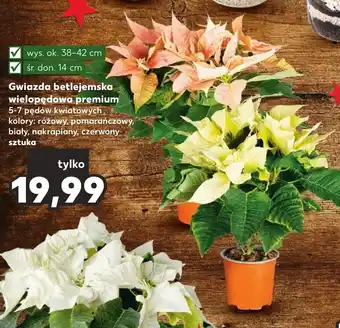Kaufland Gwiazda betlejemska wielopędowa premium oferta