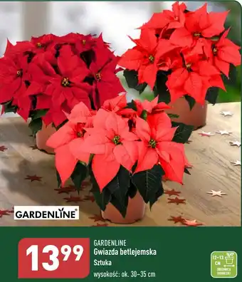 ALDI Gwiazda betlejemska oferta