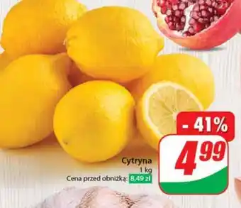 Dino Cytryna oferta
