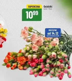 Polomarket Goździki oferta