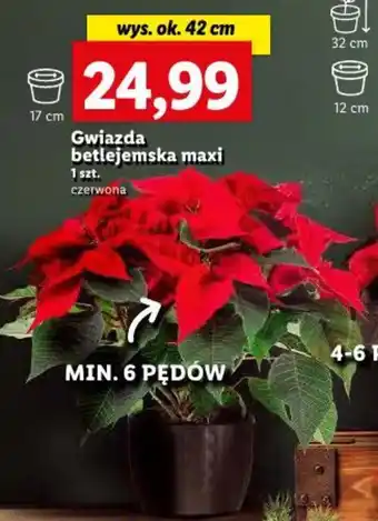 Lidl Gwiazda betlejemska maxi 1 szt. oferta
