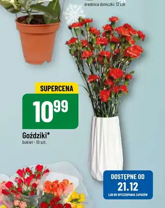 Polomarket Goździki oferta
