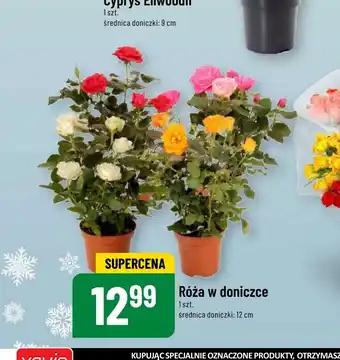 Polomarket Róża w doniczce oferta