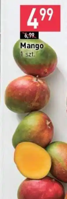Stokrotka Mango oferta