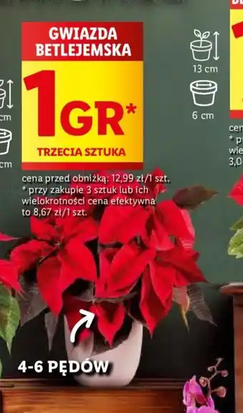 Lidl GWIAZDA BETLEJEMSKA oferta