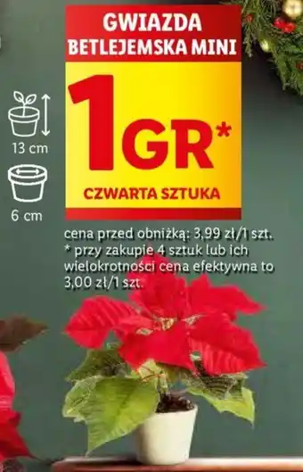 Lidl GWIAZDA BETLEJEMSKA MINI oferta