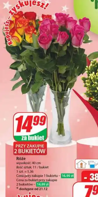 Dino Róże oferta
